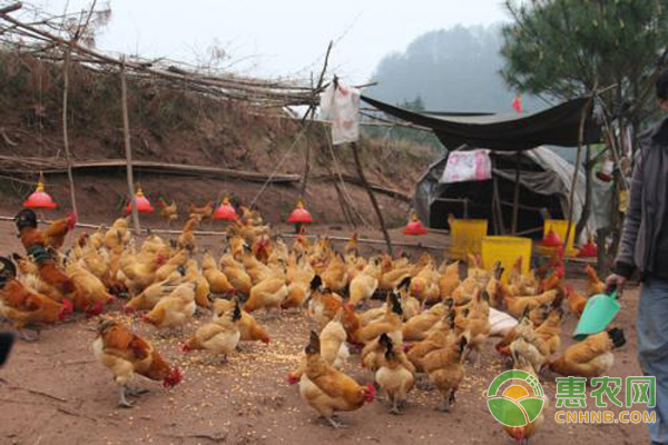 农村投资养鸡场需要做什么准备？有哪些考虑因素？成本如何？